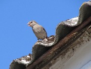 ������� �������