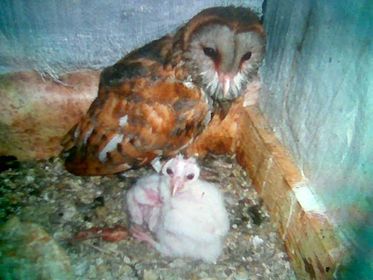 � ������ ������������ �������� "�������" ������ ������������ ����