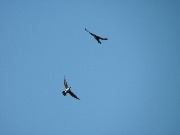 ������� ������� (Phalacrocorax carbo). �������� "�����-������", ������ 2016.