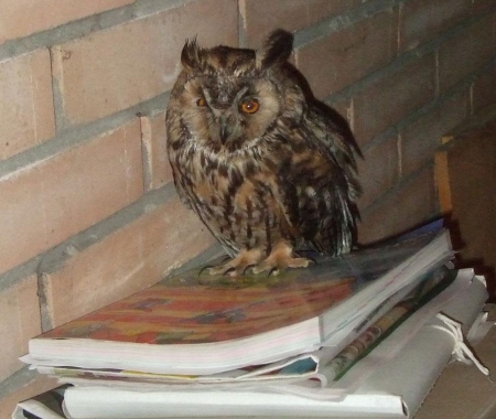 ����������� ����