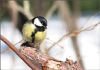  � ������ �������� ������ ������� �������