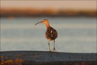 ������� ��������