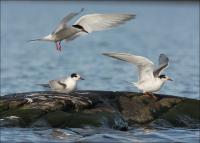 ������ ������