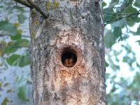 ���������� ���