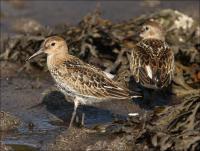 Dunlin_485