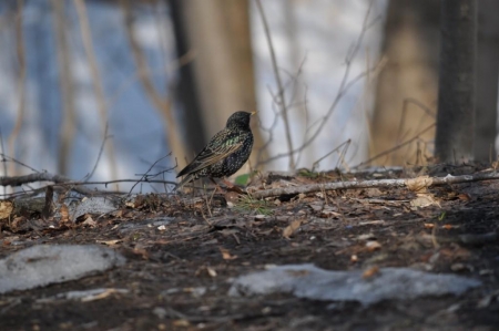 ������� ����������� ������� � ����������.