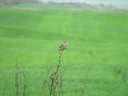 ������� ��������� (Alauda arvensis). ������ 2016, ����������� ����������� ���.