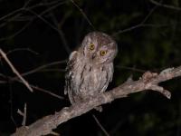 otus_scops_5