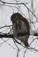 ���������� ���