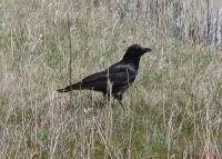 ׸���� ������. �������. ���������.

