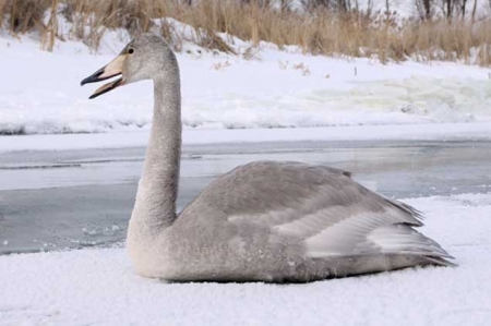 ������-������ � ����������� ������� ��� ����� ������