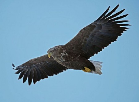 ������ ����� - ������ ������������ �� ������� ������� 