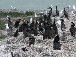 �� ������� ���������� ������ ��������, �� �������� ����