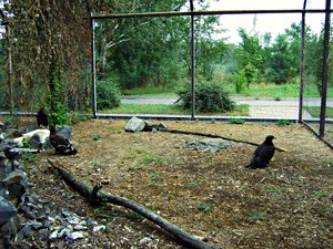 ����� ����� ����������� � ���������� ��������