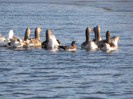 ������������ ���� ����������� �������