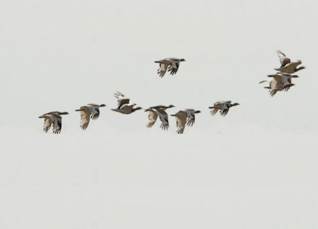 � �����,  ������  � ���������