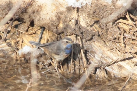 �����-2013: ���� �� ����. 12 ������