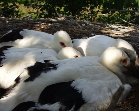 � ��� ������� ���������� ��������� ������