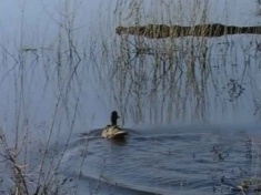 � �������� ������� ������ ���� �� �����