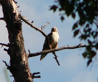 �������� ������