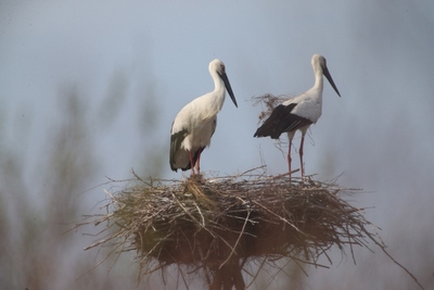 ���������� ����� ����� ���������������� ����� � ���������� �����������