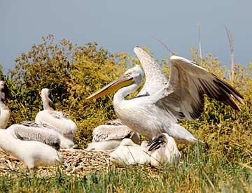 �� ������� �  "�������" �������� ������ ���������