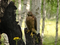 ������� ������������