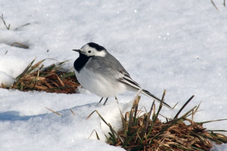 ����� � 2011: ���� �� ����. 22 �����