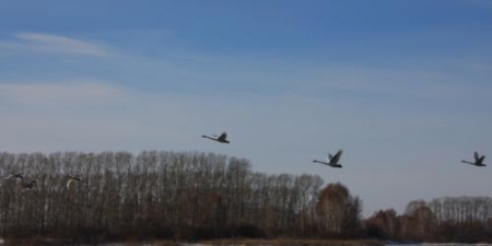  � ���������  ���� �������� ���������� ����� � �������  ��������