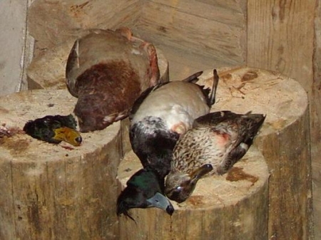 �� ��������� � ����� � ��������