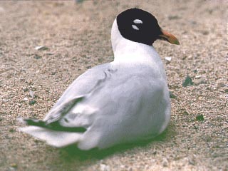 �� ����������� ������ ������ ����������� ���������� ���� 