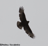 ���������_6