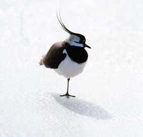 ����� ������� �� ������� ������������ ������� �������