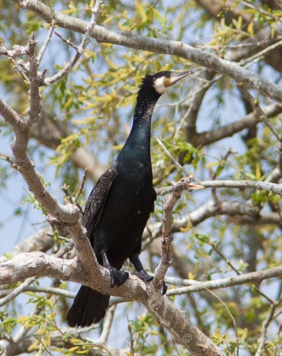 �������� � ������� ����������� � ������������� �������