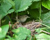 2009_0611Sylvia_borin1846-2