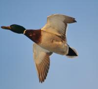 ������ ����� � ����� ����� (�������)