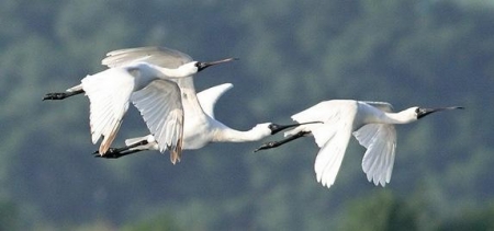 ������������� ��������� �������������� �������� IBAs ����� �����