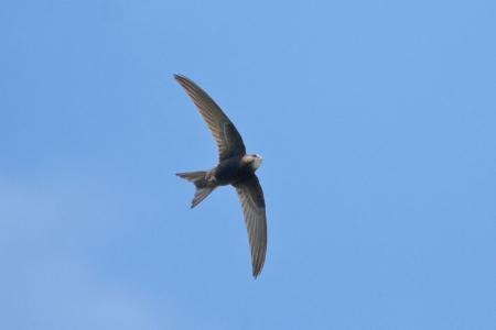 �������� ��� ������