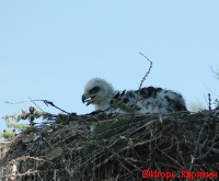 ����, �����-���