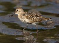 Dunlin_457