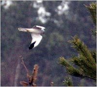 ���������� ������� ����������������� �� �������� �������� ����