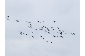 ���������� ������������� �������  ��������� ����  ����