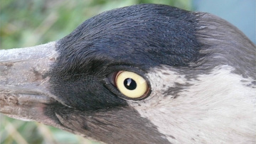 ����� ������ ����������:  ������� ����� ������ 