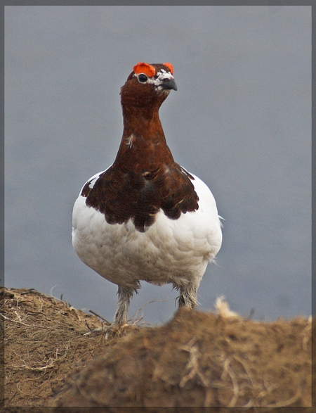 ����������� �������� ���������  ��������� ����� ���������