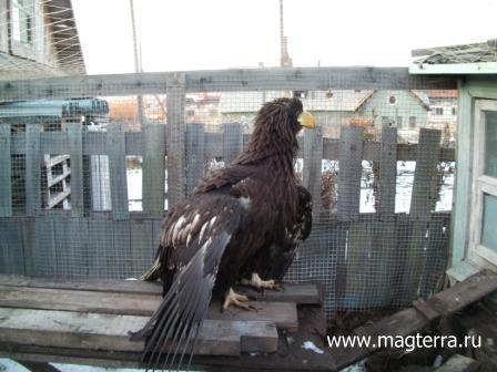 ��������  ����������� ������ ������� "������"