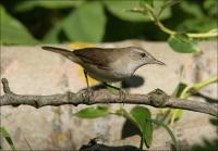 ������ ���������