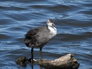 ������. ����������� ������.