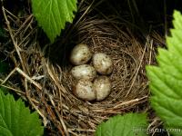 2005_0613Sylvia_borin1447