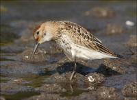 Dunlin_492