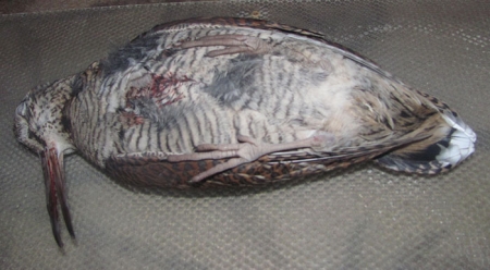 ��������� �� �����������